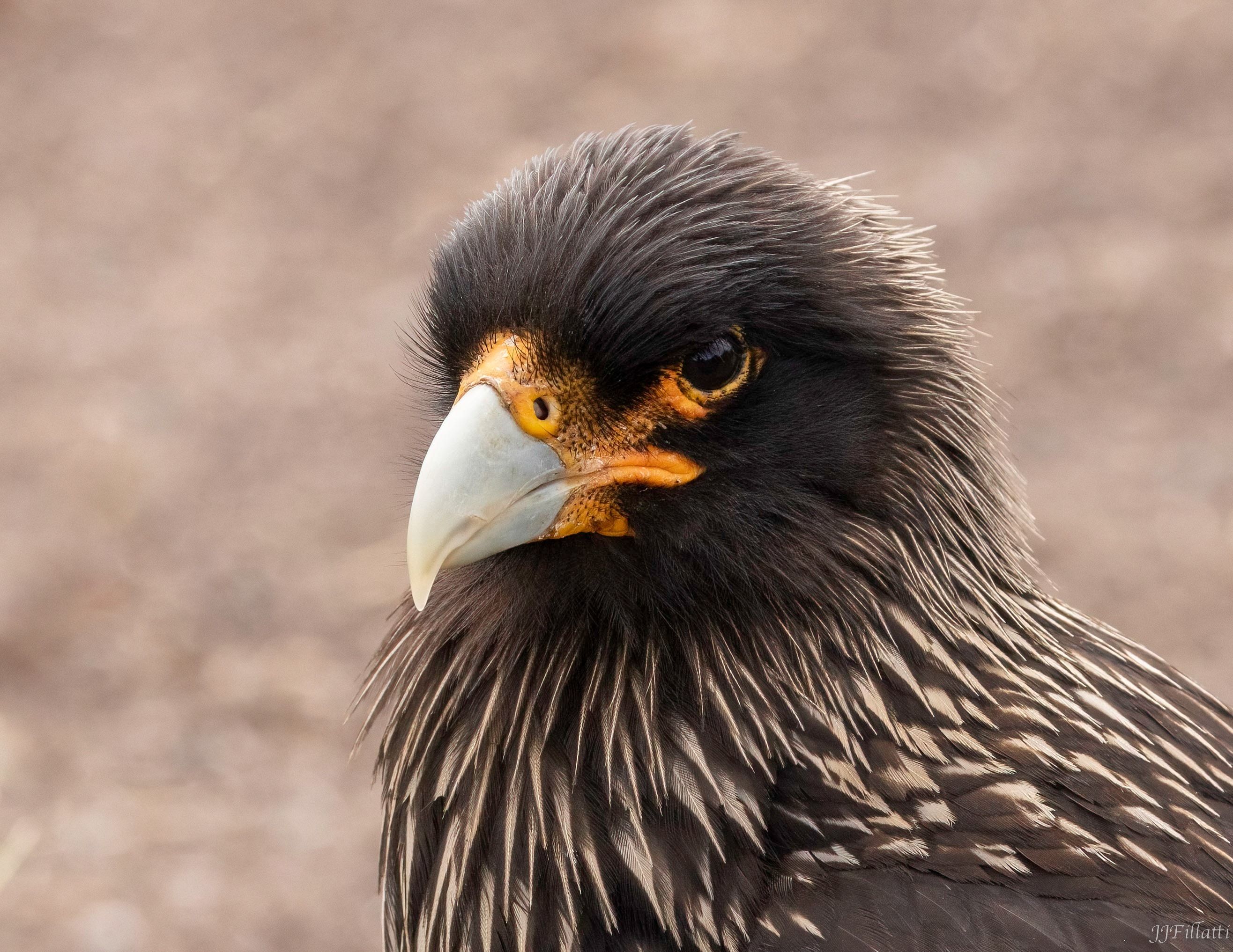 bird of the falklands image 102